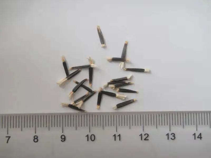 Factory Supply High quality Marigold Seeds for Birds Feeding