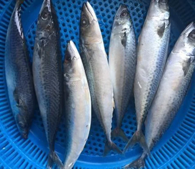 Морская замороженная Тихоокеанская скумбрия (scomber japonicus), цельная круглая замороженная скумбрия