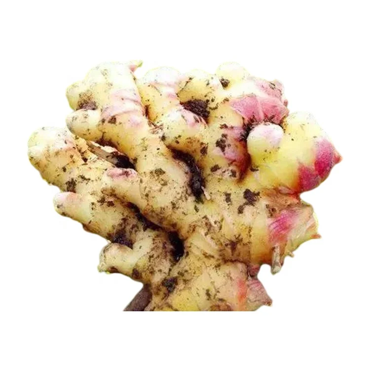 Высокое качество, фирменная торговая марка, зрелые органические сельское хозяйство, свежий молодой имбирь