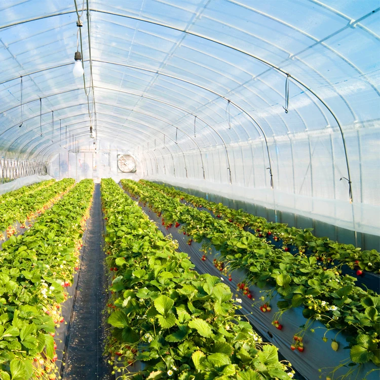
Agriculture Greenhouse Polyethylene Film For Greenhouse Film Plastic 