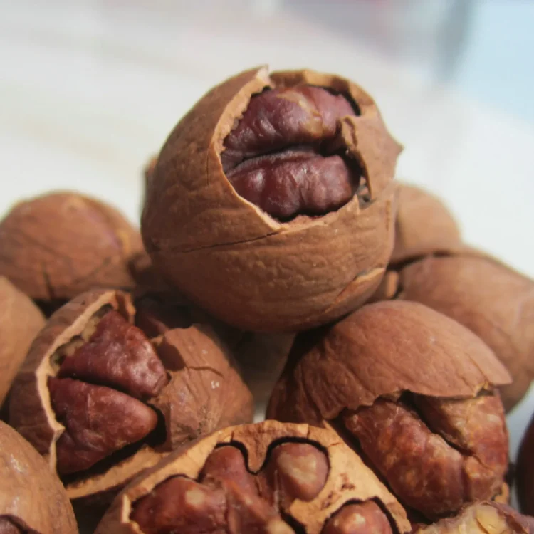 Whole sale of high quality pecan origin China