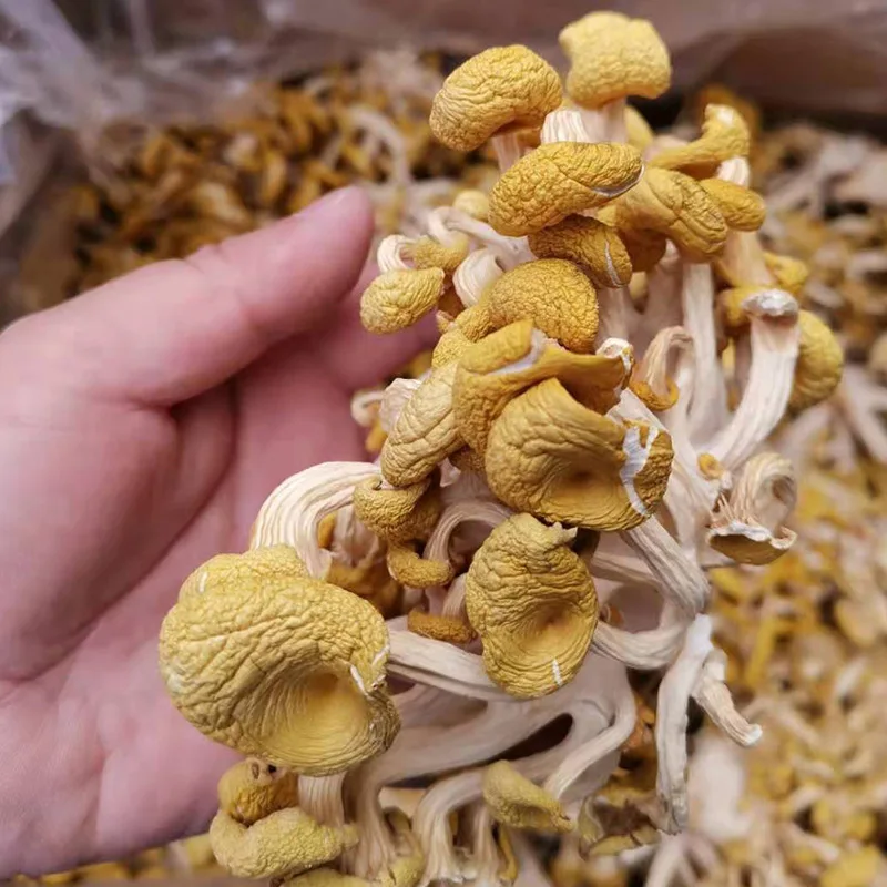 Dried Chanterelle Mushrooms