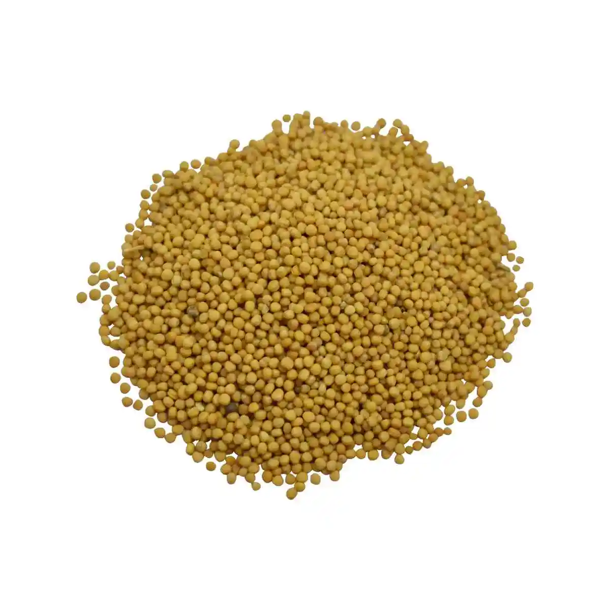 Wholesale Price Herbs and Spice Mustard for Cooking Available at Wholesale Price  from Indian Exporter