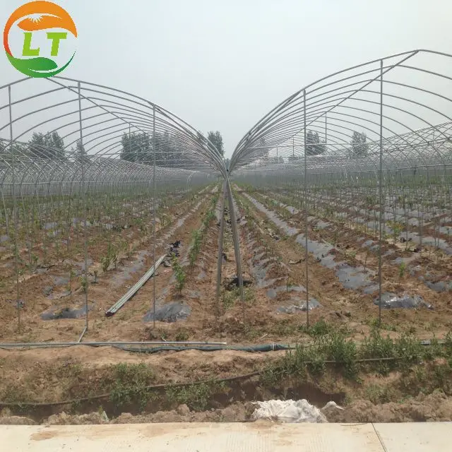 High strength Agricultural poly tunnel Green House/tomato greenhouse for sale
