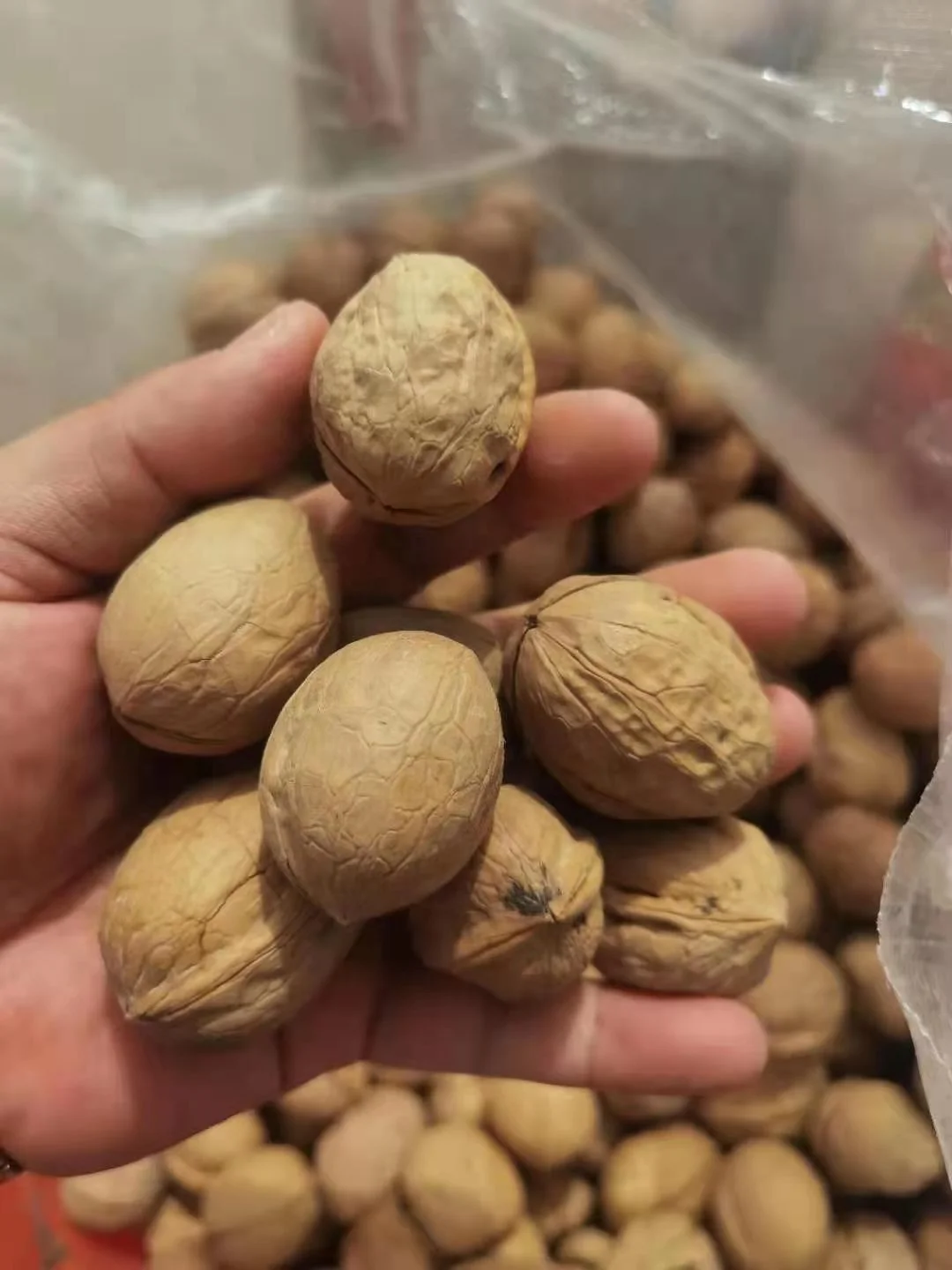 factory supply cheap paper walnuts unwashed 185 32+