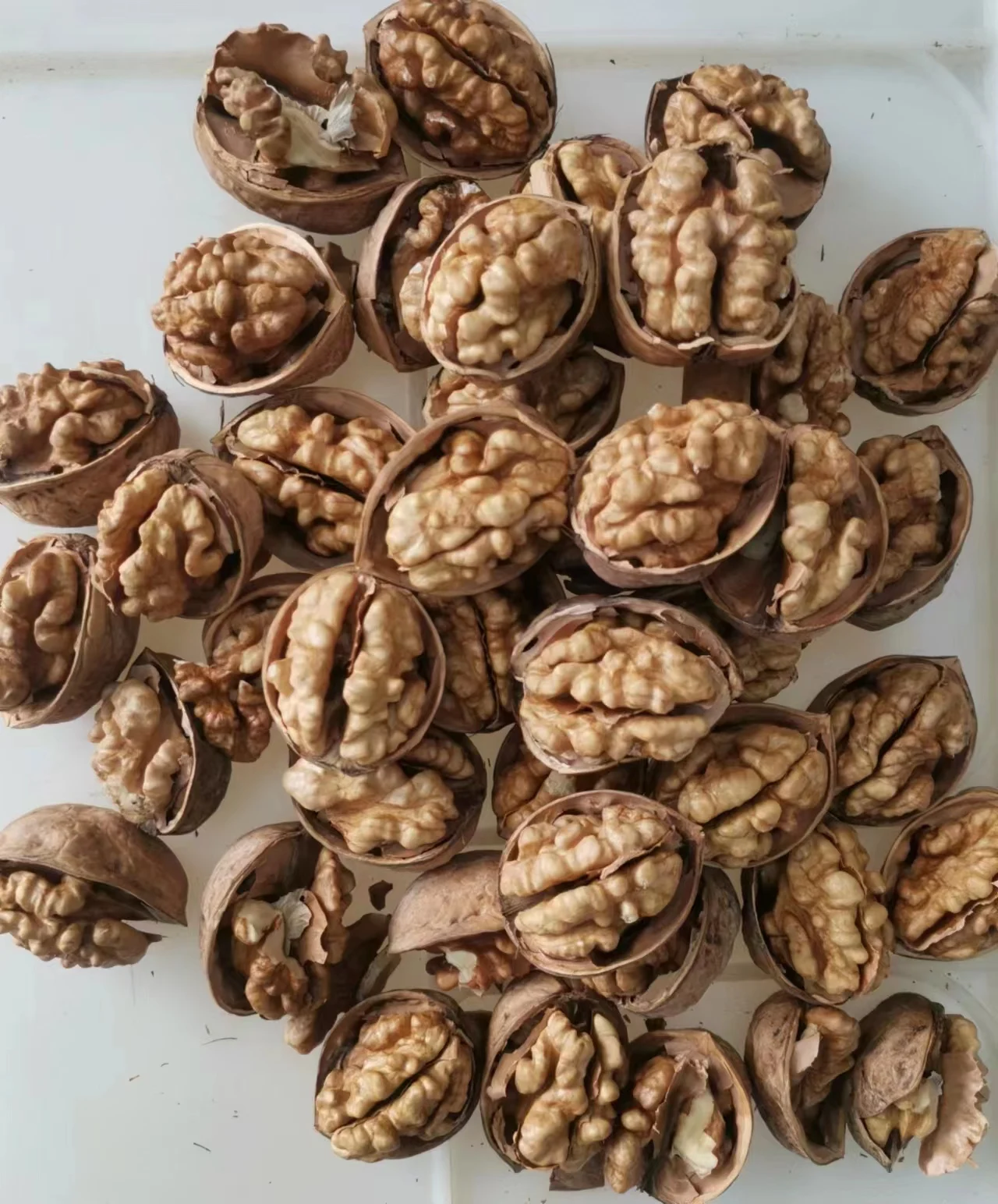 Supplier Walnut Xinjiang Bulk Dry Fruit Paper 33 185 Xingfu Thin Walnut in Shell