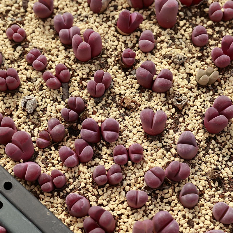 Оптовая продажа двухстороннее оптическое растение lithops для украшения интерьера