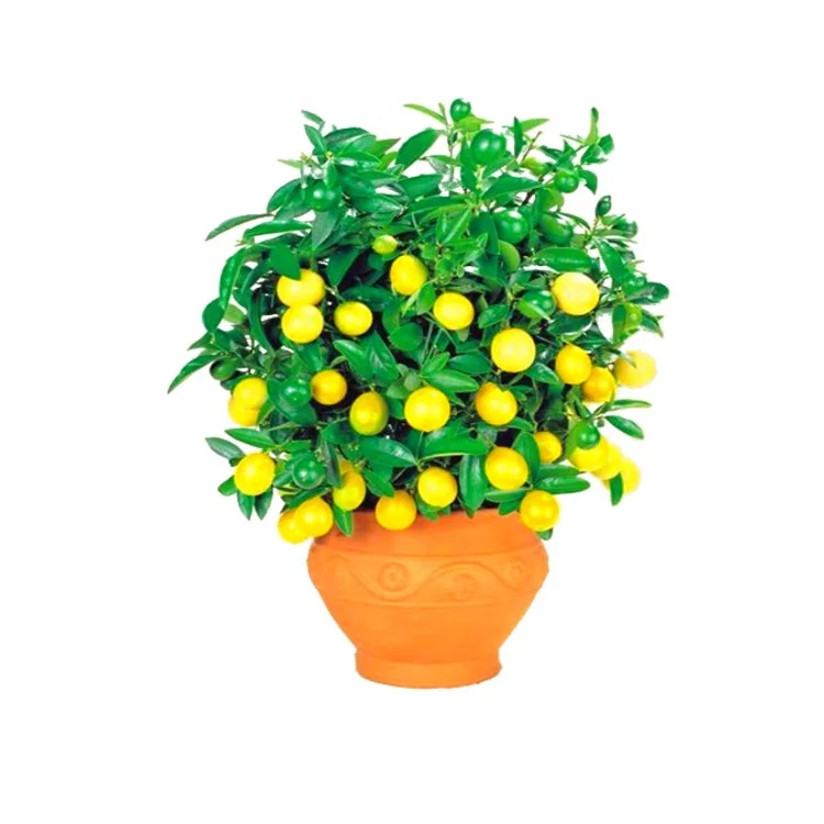 Factory Direct Supplier Fruit Seeds Lemon Seeds For Planting