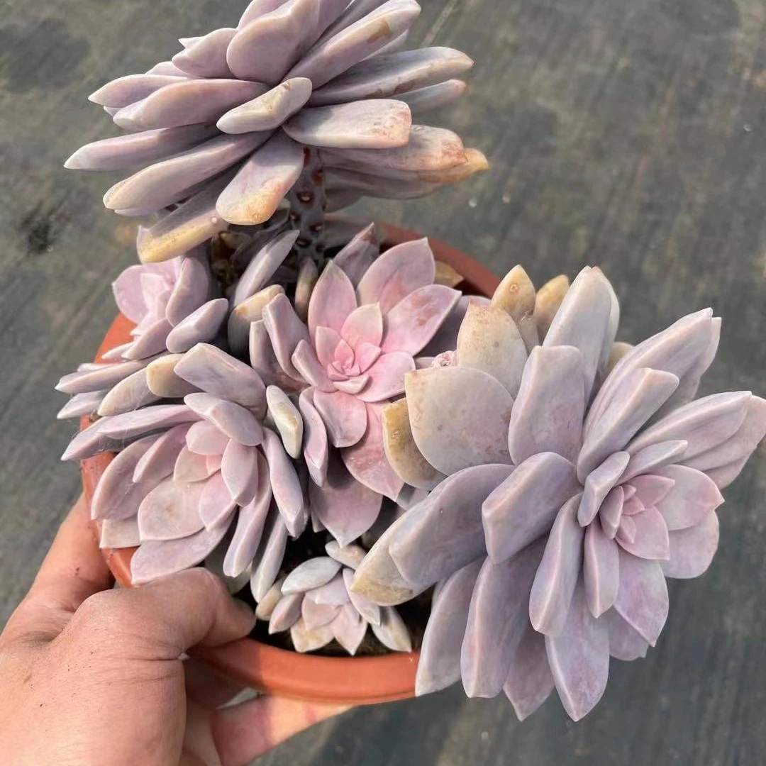 
High quality home decoration custom wholesale artificial Graptopetalum superbum succulent plants 