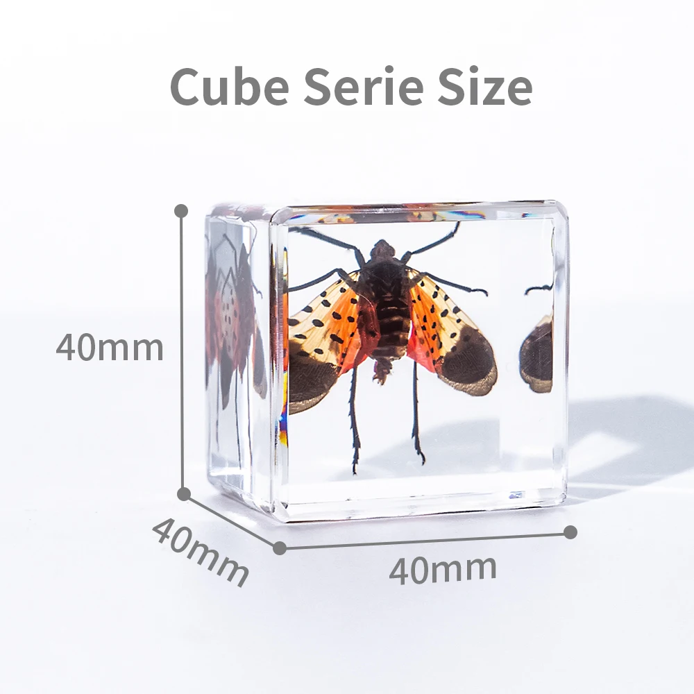 Insect in Specimen Bug Paperweights Resin Different Insect Preserved in Resin for Kids Scientific Educational Toy