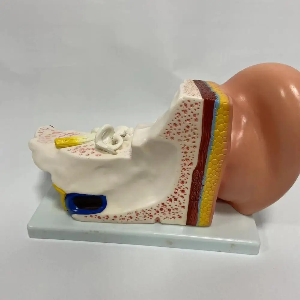 Medical Anatomical Series Middle Ear Model for teaching
