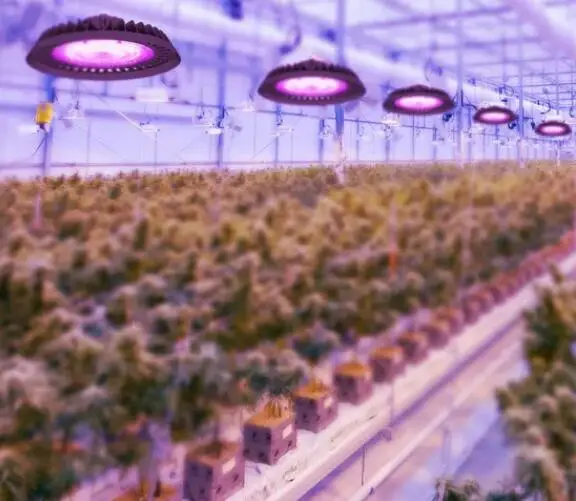 140лм/Вт зернохранилище Cob Led Grow Lights 240W 200w 150w 100W красный белый 301h растет свет для выращивания растений
