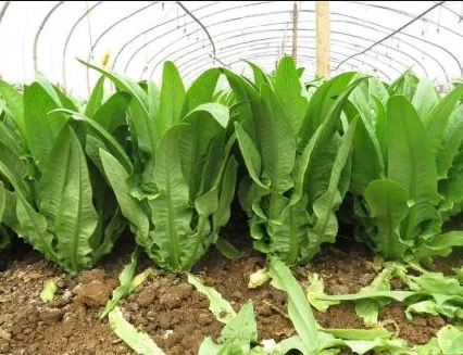 Large wholesale of fresh Lettuce