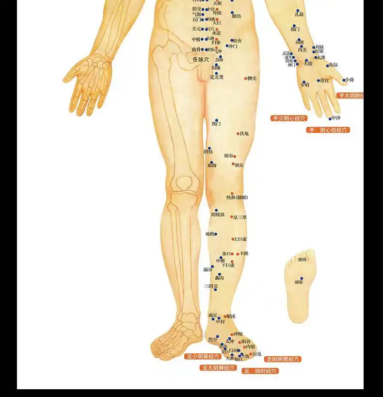 Clear Chinese medical acupuncture charts points human body acupoint meridian map