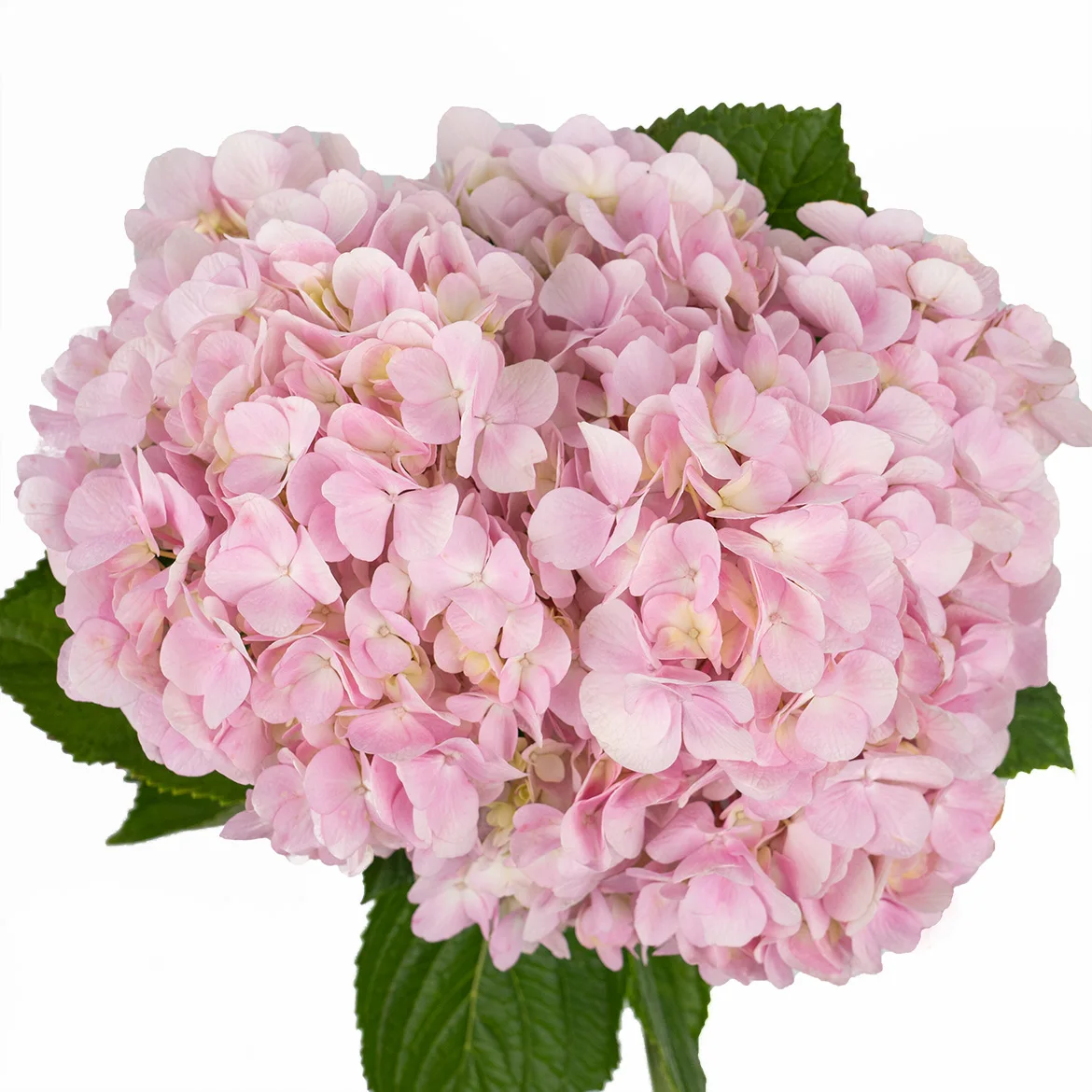 Wholesale Beautiful Fresh Cut Hydrangea Flowers for Weddings Home Office Decoration