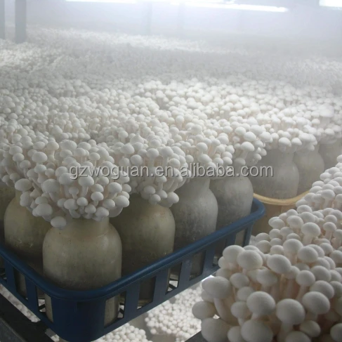 Agriculture Mushroom Greenhouse Humidifier Industrial 12kg White Metal Stainless Work Air Sales Color Support Weight Material CE
