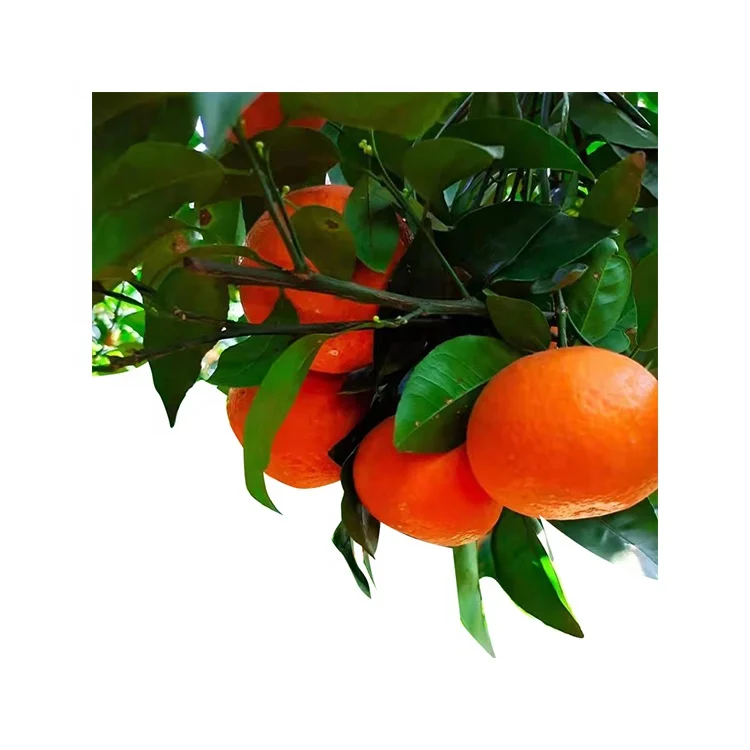 
Factory Hot Sale Natural Mandarin Orange Citrus Fruit Sugar Sweet Tangerine 