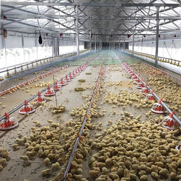 
Укладчик яиц клетка для куриц/домашняя птица ферма ДОИ дизайн 