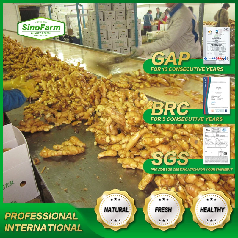 Sinofarm Manufacturer Fresh Air Dry Ginger Supplier Thin Ginger Fat Ginger Fresh in China