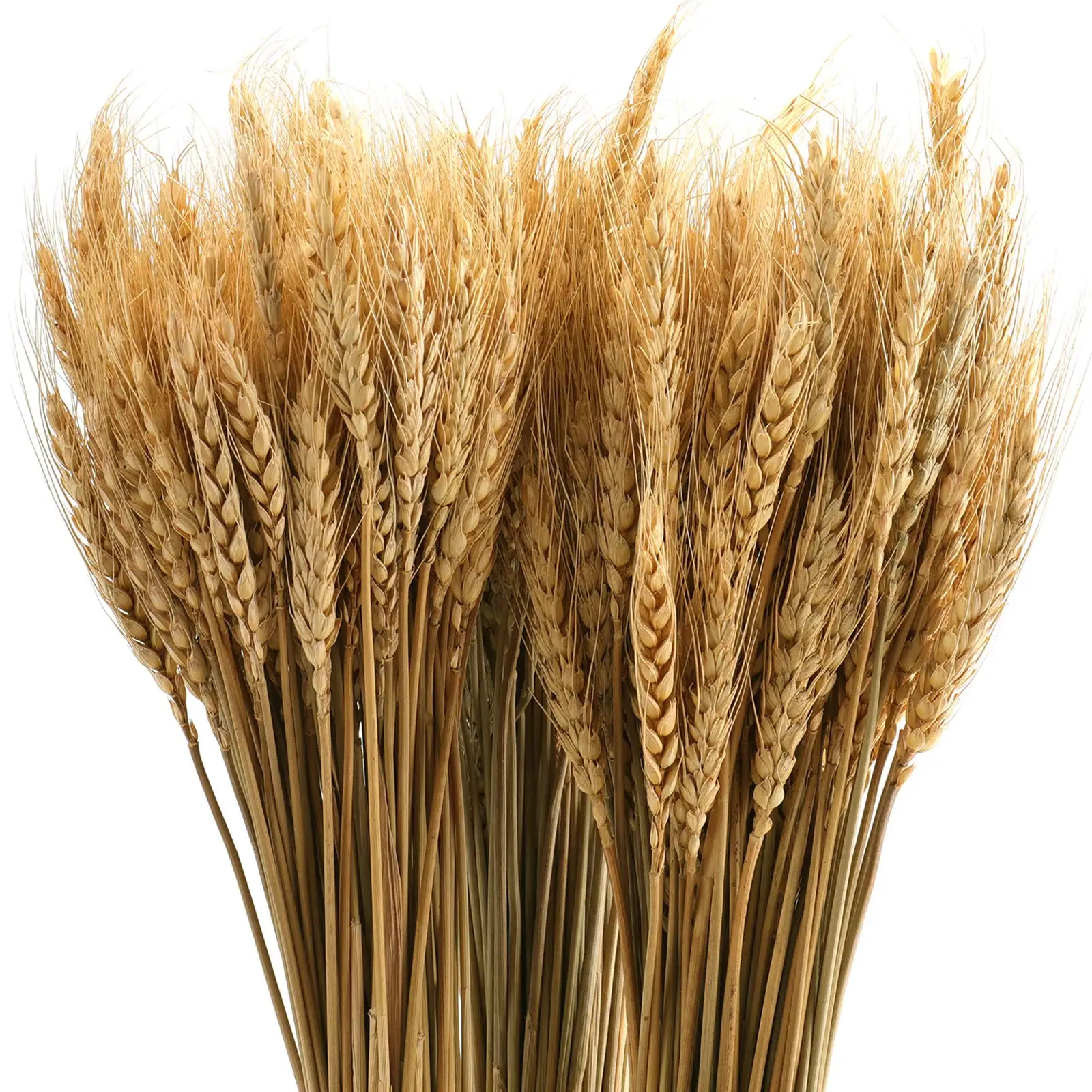 Dried Wheat Stalks 100 Stems Wheat Sheaves for Decorating Wedding Table Home Brown Real Plants Chinese New Year Flowers Feiliya