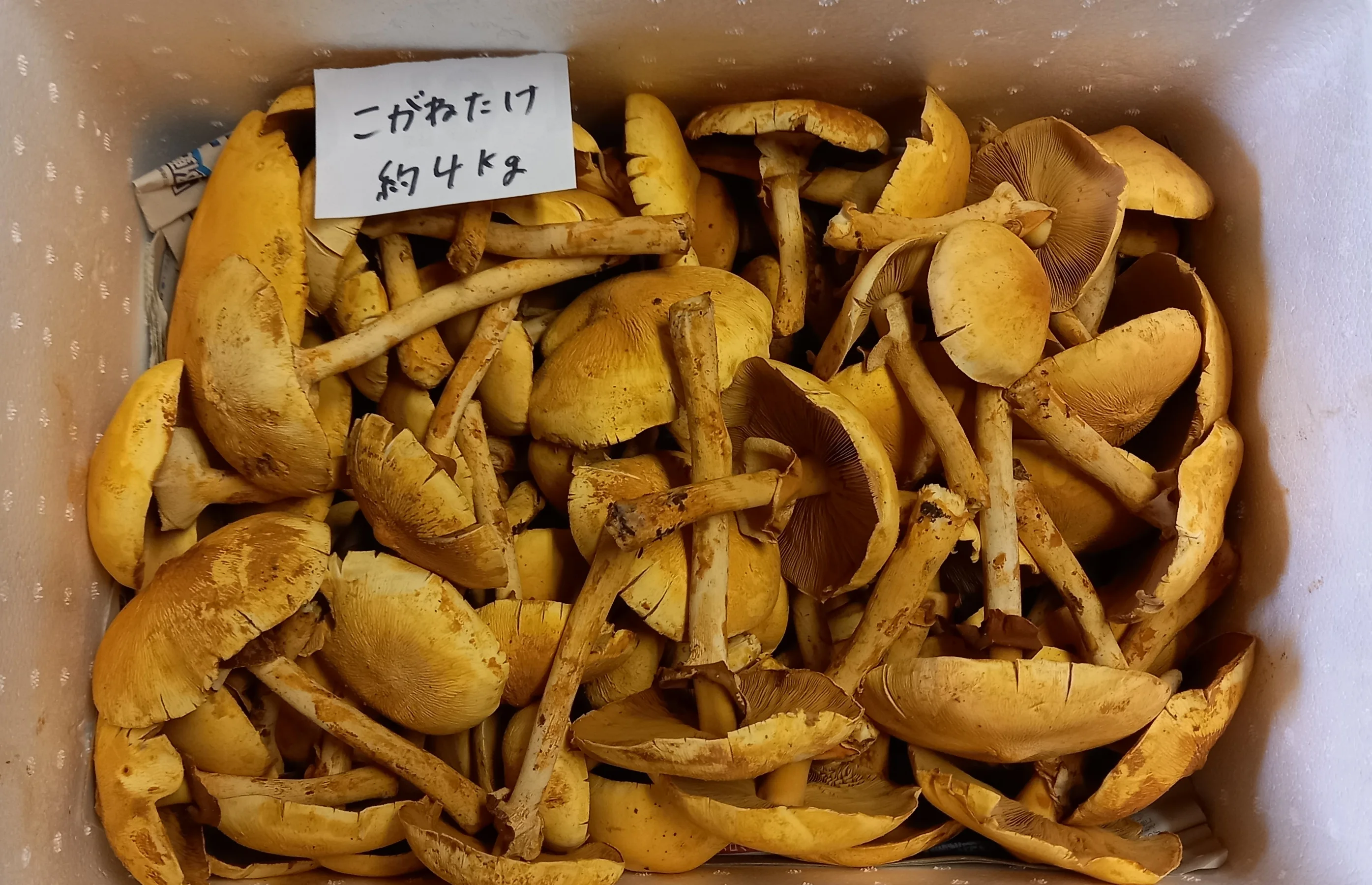 Japanese natural highest freshness wild fresh sell mushroom matsutake
