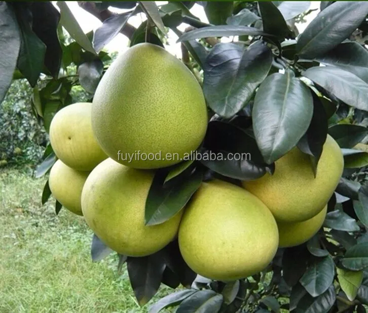 Chinese red pomelo exporter/red honey pomelo/sweet pomelo fruit