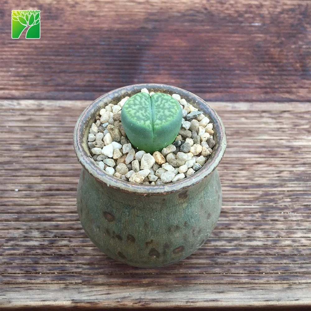 Plant farm direct sale real living stone lithops bromfieldii succulent plants