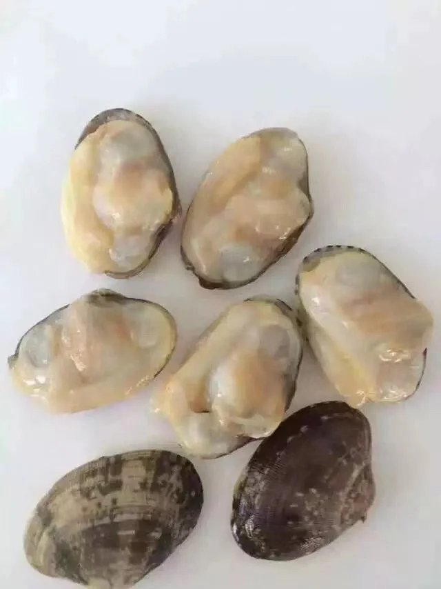 Sand free healthy delicious cheap MSC certified yellow clam frozen mussel meat