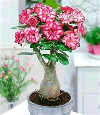 
Amazon Hot Selling Desert Rose Adenium Obesum Plants Seeds Bonsai Plant for indoor garden Send Gift 