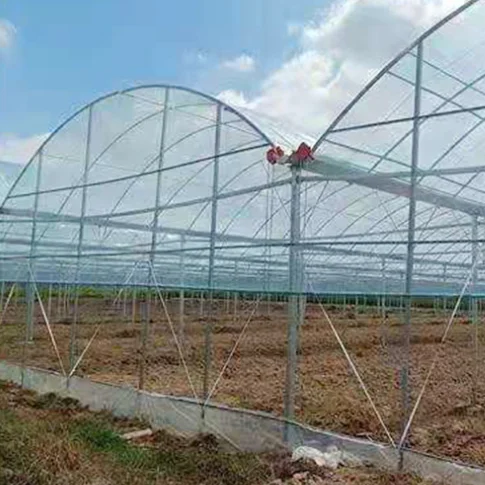 Chinese low cost plastic shed greenhouse tomato/potato/lettuce agriculture hoop house full container or half container
