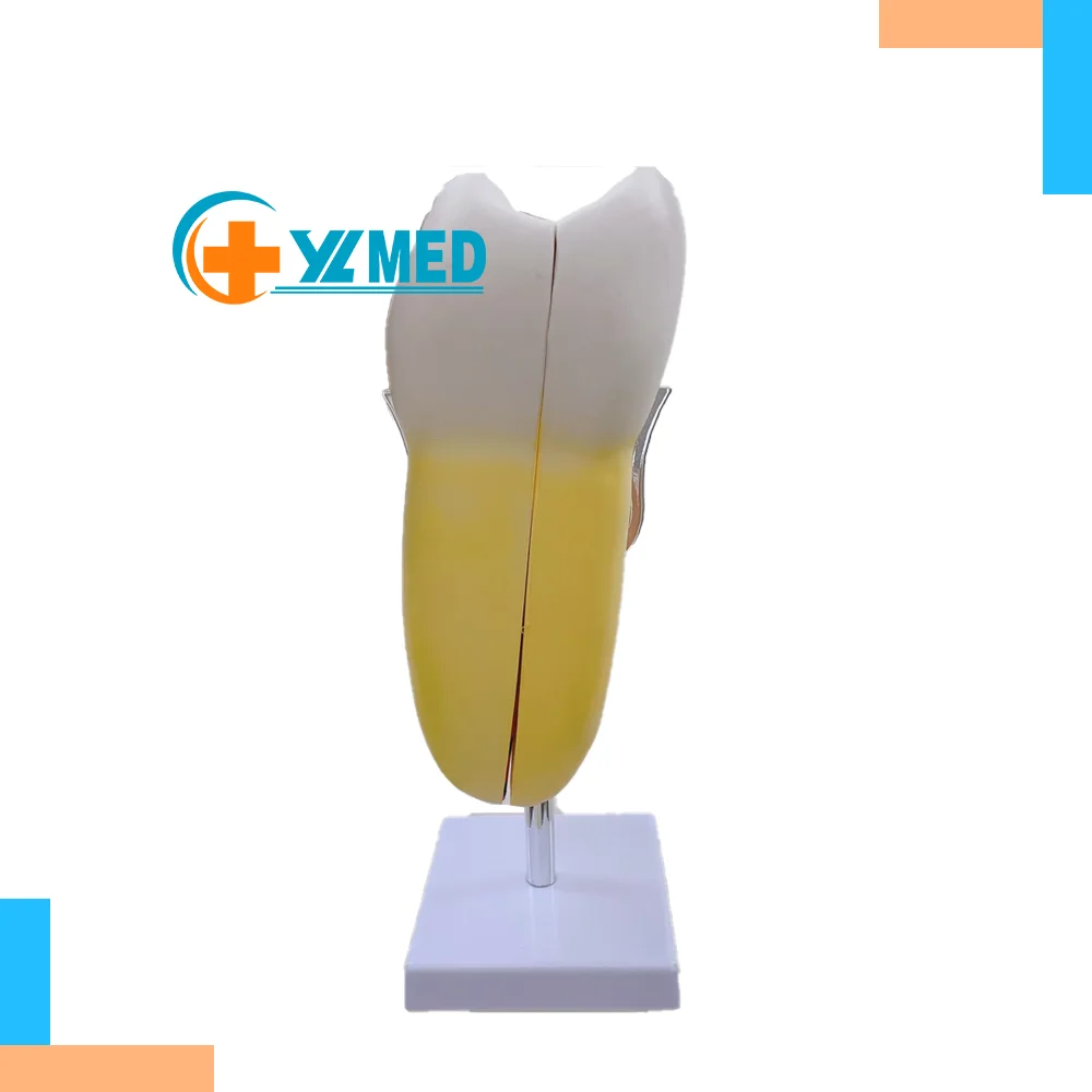 Medical Dental anatomy Resin fangs incisor teeth Dental doctor experimental care model laboratory essential