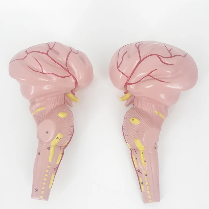 YA/N021 Natural Size Human Brainstem Model for Anatomy Research