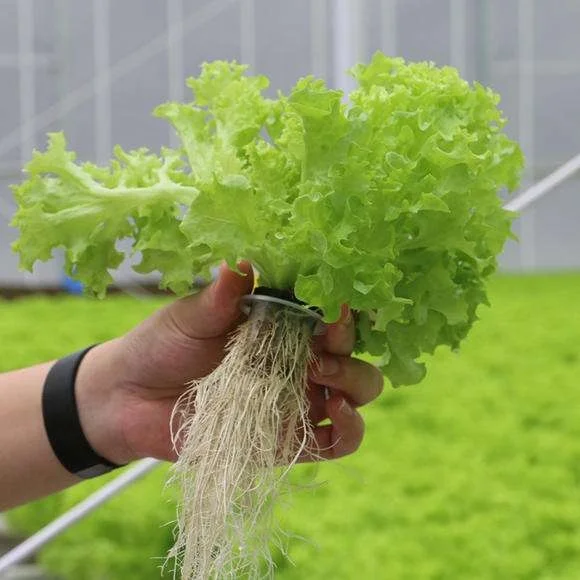 Low Cost Agricultural Used Greenhouse Aeroponics Vegetables Planting Tower Indoor Garden Hydroponic Growing Tower for Sale