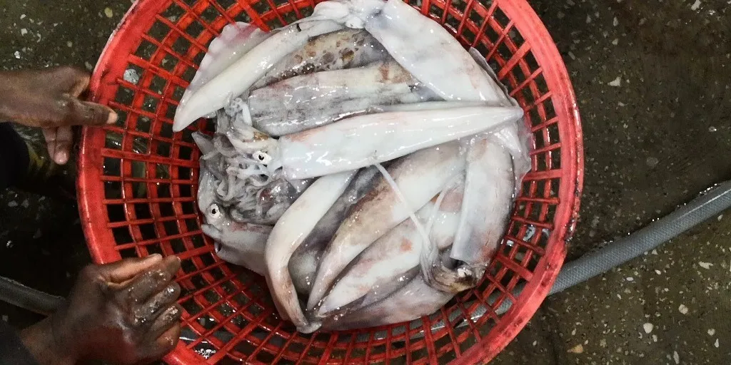 Новое поступление Zhoushan City lолиго кальмар полностью очищенный замороженный Wr Illex серебристый для продажи на рынке