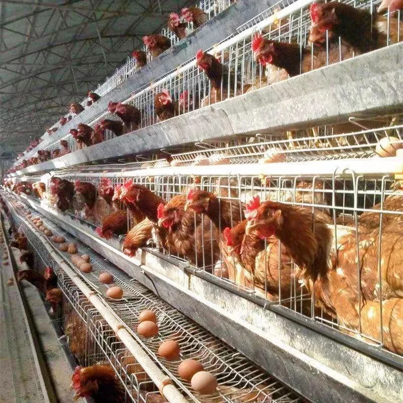 90-120 chicken battery cages for poultry chicken layer a type layer chicken cage for bangladesh