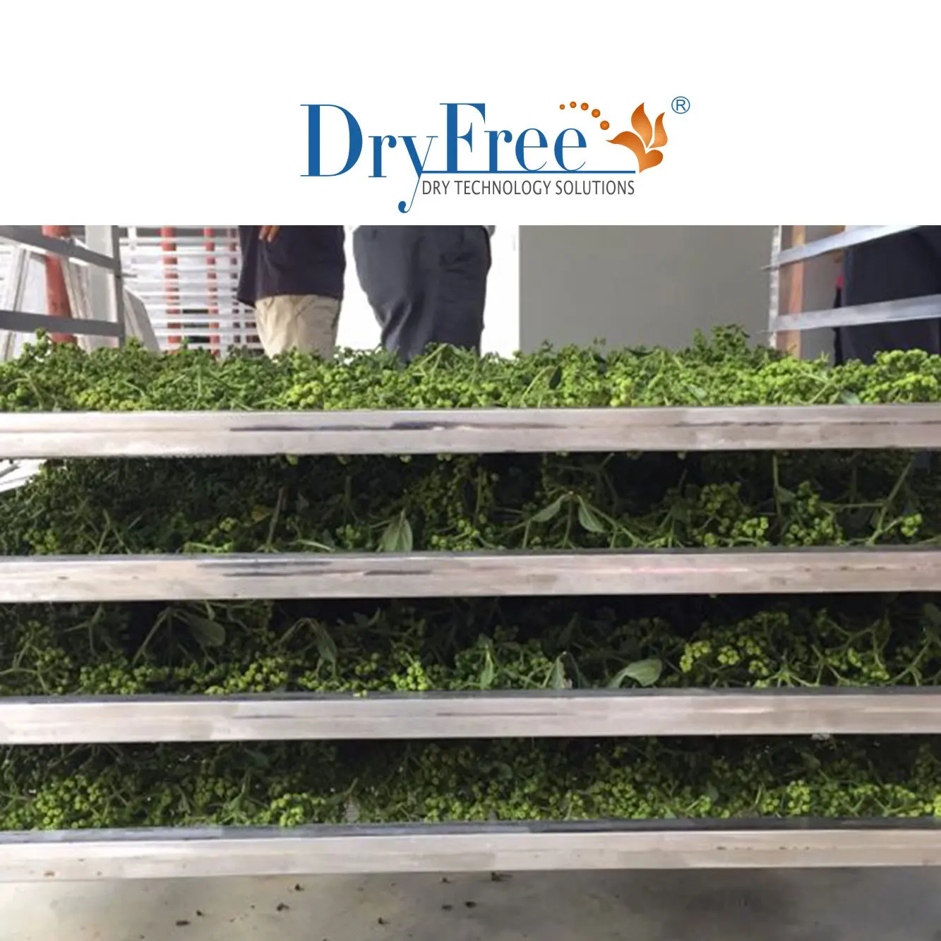 DR-6P(S) hot air dryer industrial food dehydrator for herbs drying machine or moringa leaves dryer food drying machine