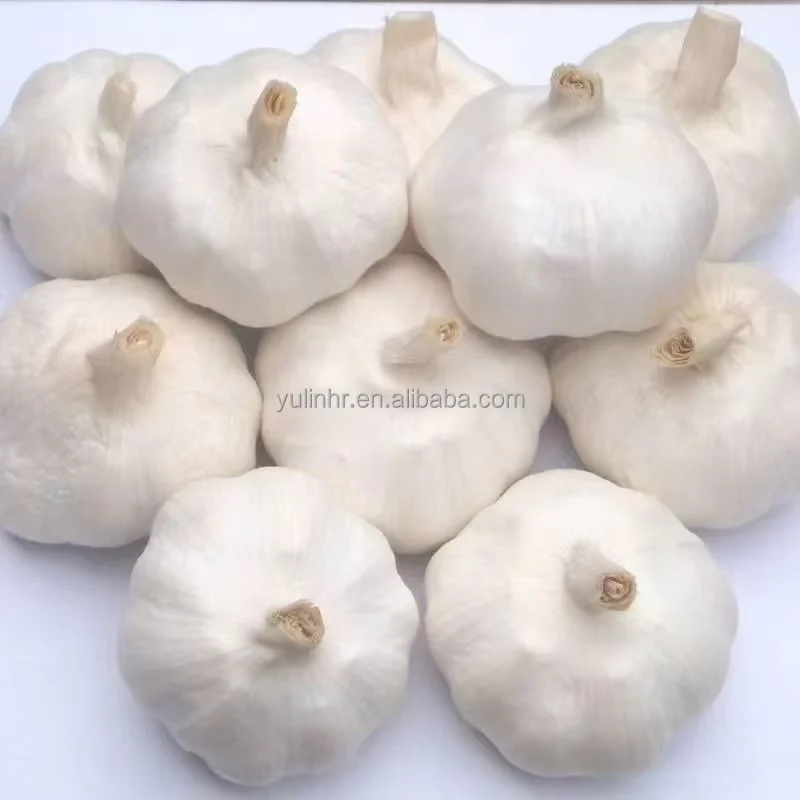 wholesale  garlic high quality new crop original supplier full dried goods garlic mincer fresh garlic