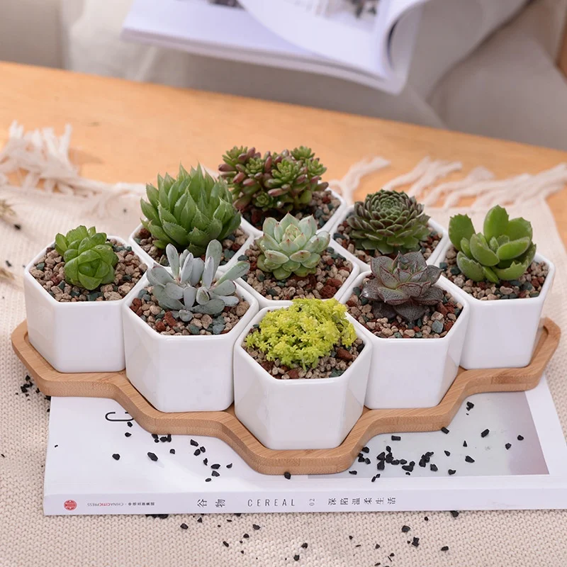 Simple white creative succulent plant ceramic small hexagonal set 9 with bamboo bracket zakka combination potted flower pot