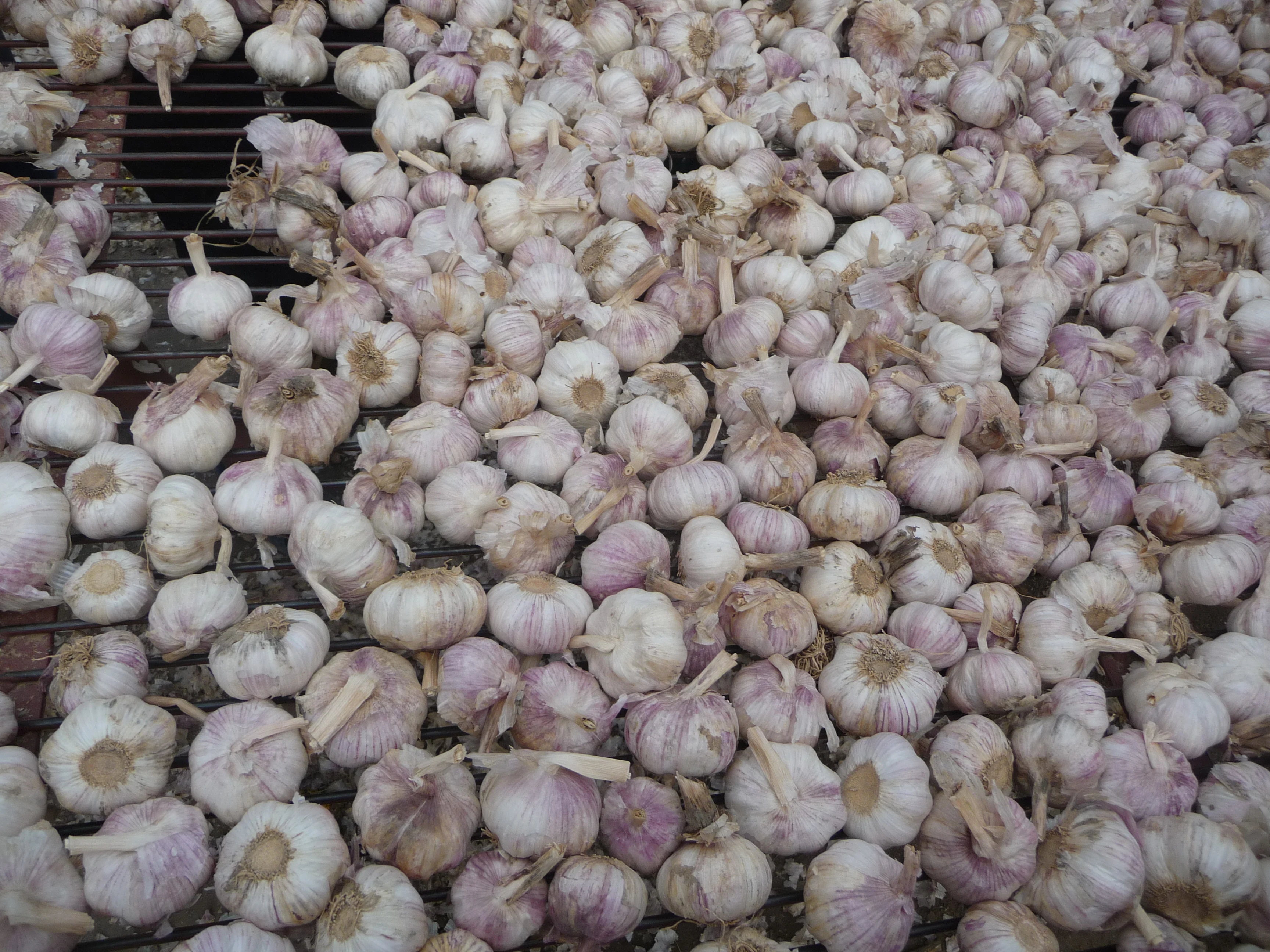 
China size 4.5-6.0cm natural garlic 