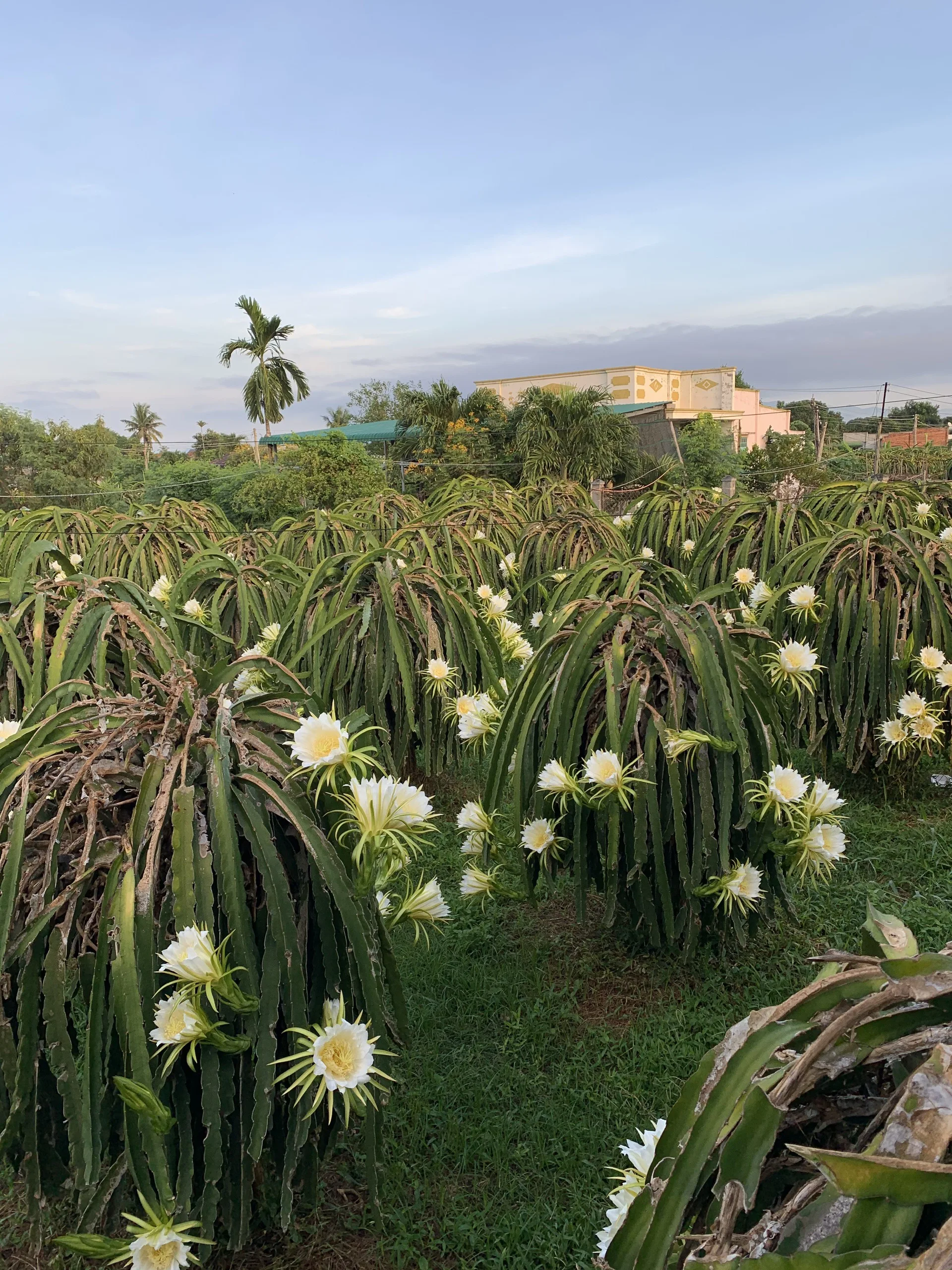 WHOLESALE 100% NATURAL DRIED DRAGON FRUIT FLOWER