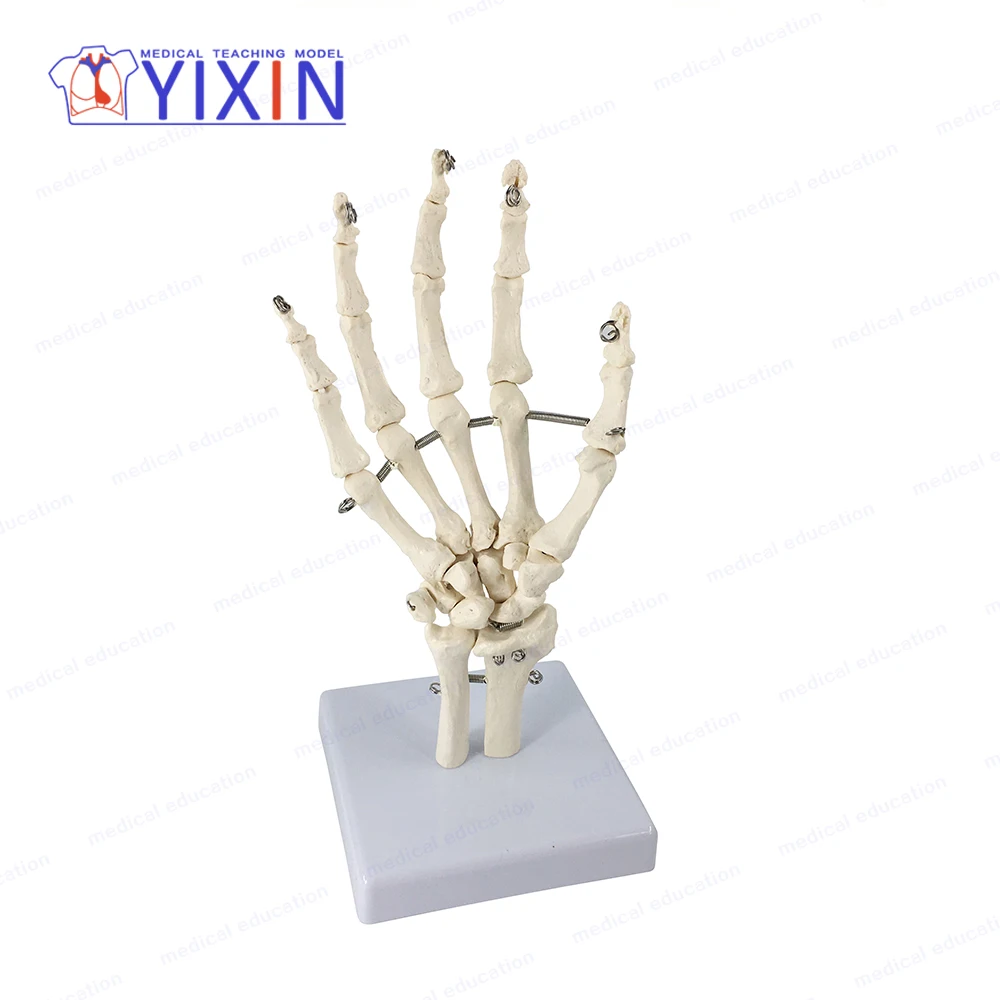 YIXIN Hand Skeleton Including Ulna and Radius, Human Hand Bones, Natural Size