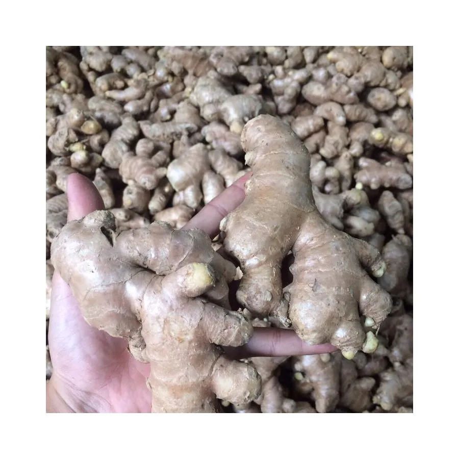Top Grade Fresh Ground Ginger Roots Vietnam Spices Natural Organic No Mold Wholesale Price