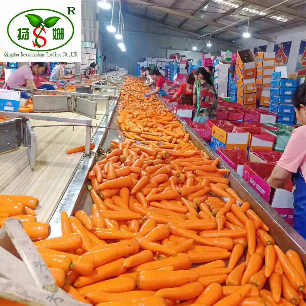 Alibaba Gold Supplier Information Carrot carton packing specializes in exporting to Thailand, Singapore, Malaysia, Philippines