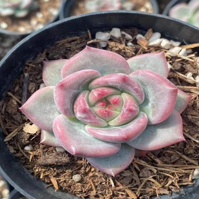 BL017	Echeveria Champagne 9 CM Red Moran Succulents Woody Plants indoor plant ornamental plants Flower bonsai