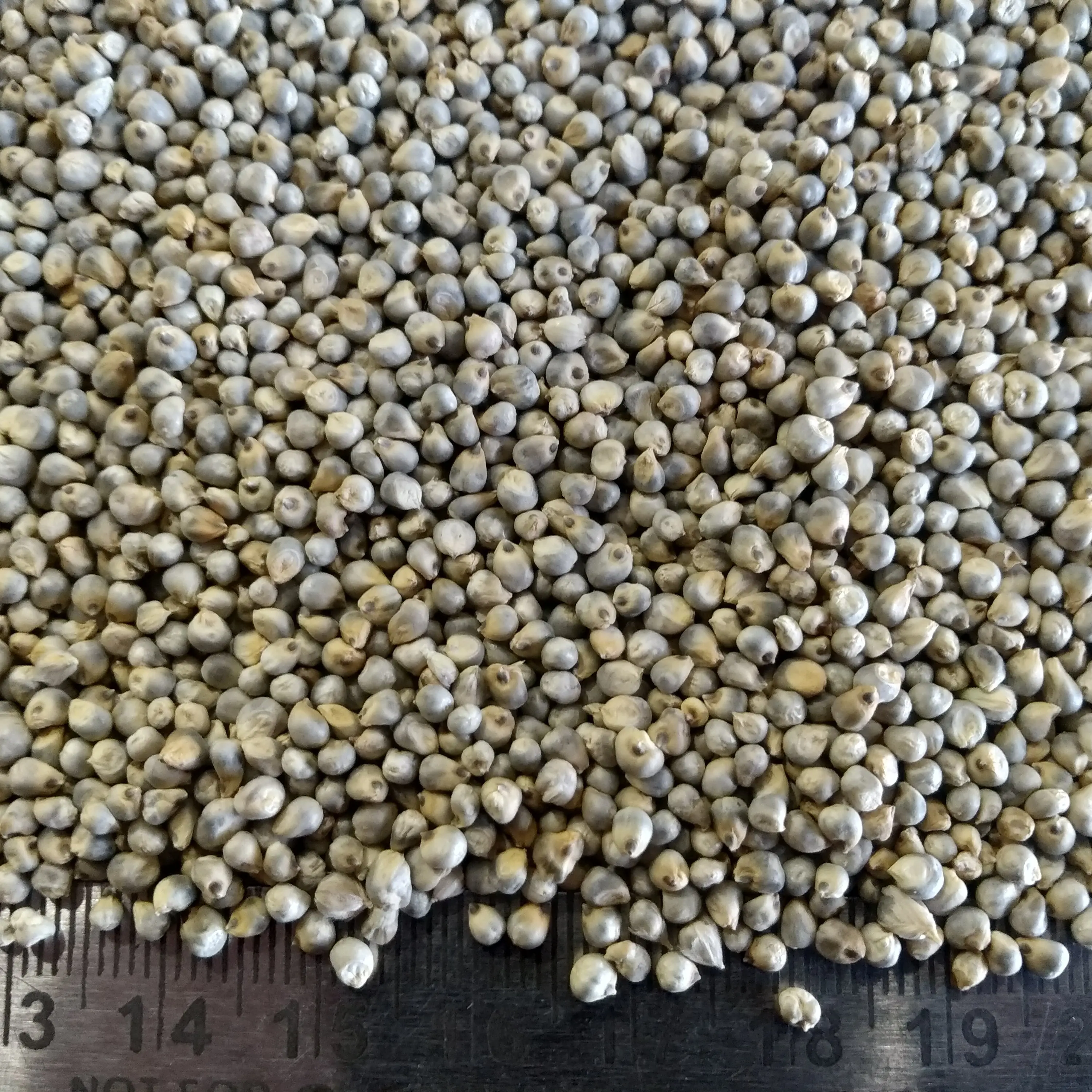 Green Millet Grains for Making High Energy Food