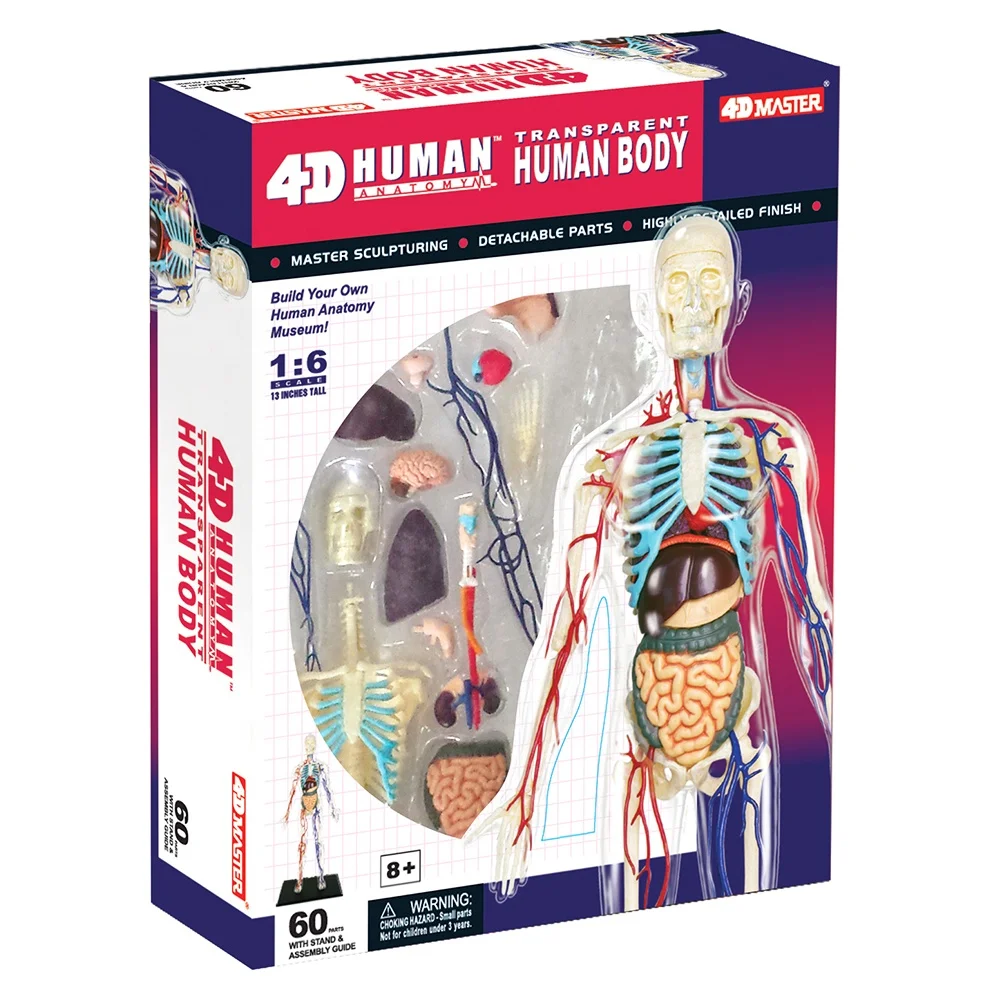 4D Master Educational STEM Biology Medical Figure 4D Human Transparent Human Body Nature Teaching Learning Science Skeleton PVC