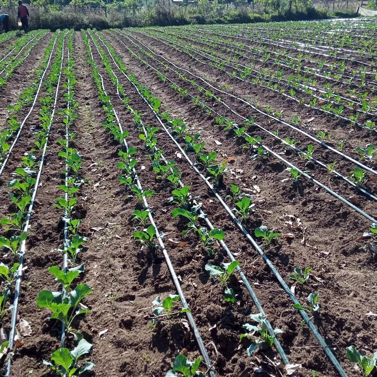 drip irrigation  1 hectare agriculture irrigation system hose full kits drip tape system farming irrigation 22 hectares 1ha