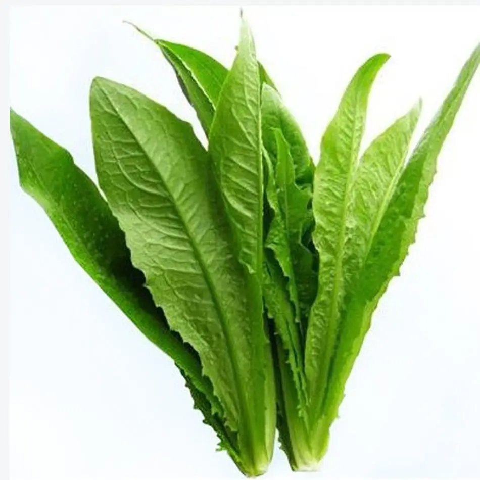 IL01 Wuban no.001 heat resistant Indianlettuce seeds