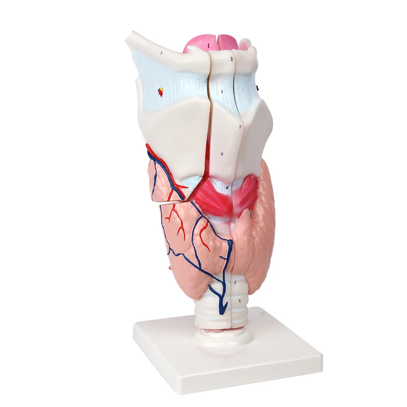 High quality anatomy model PVC 5 parts anatomical human larynx model