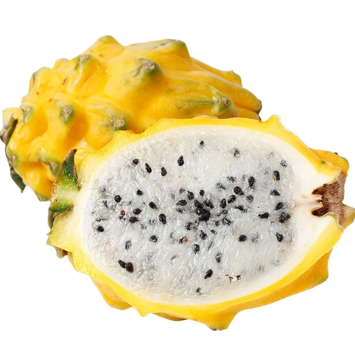 
Live plant high quality Yellow Dragon Fruit tree seedling/cutting easy to grow 